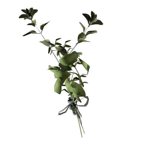 大毛蕊花