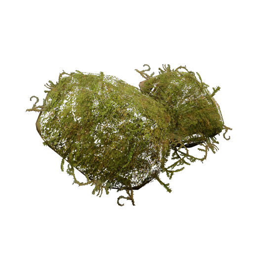 苔藓